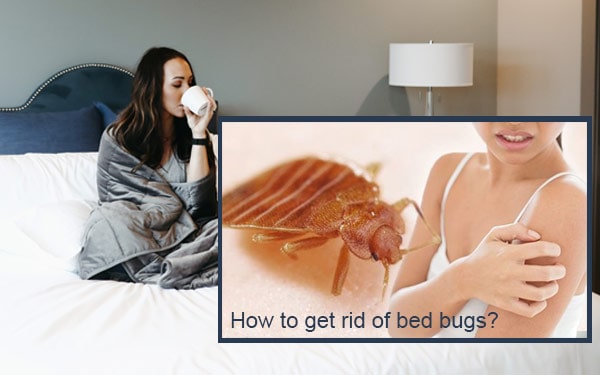 Get rid of Bed Bugs in Pensacola, Florida